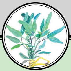 Sweet Woodland Farm logo