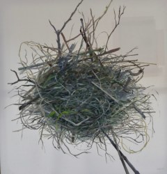 Deirdre Burke