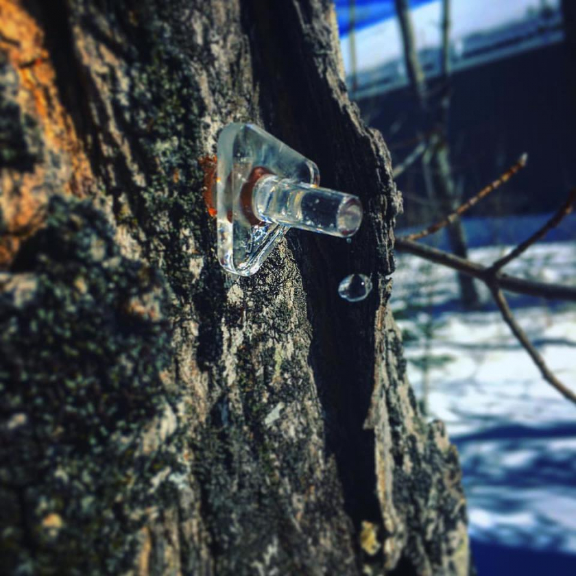 Bacon Farm Maple Products (About)